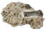 Permian Reptile Limb Bone In Rock - Oklahoma #79502-1